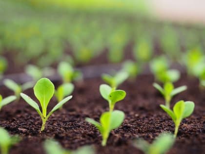 Астраханка полила рассаду дрожжами, и вот что вышло 