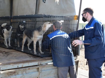 В Наримановском районе возобновил работу муниципальный приют для бездомных собак