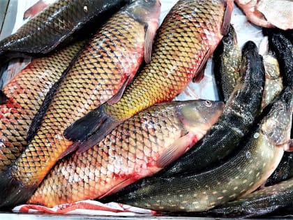 Так дорого рыба не стоила в Астрахани никогда