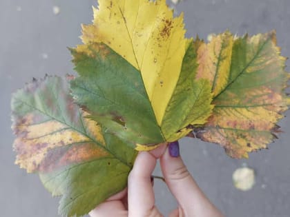 Погода, праздники, именины в воскресенье 1 октября
