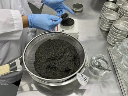 Рост производства черной икры зафиксирован в Астраханской области