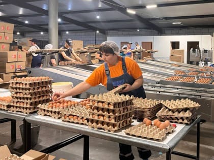 Министр ответил, нуждается ли Астраханская область в иностранных яйцах