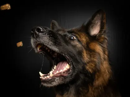 В Астраханской области зафиксированы случаи бешенства у животных