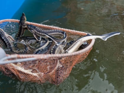 Большое количество осетров погибло в Астраханской области из-за бывшего сотрудника научно-экспериментального комплекса аквакультуры «БИОС»