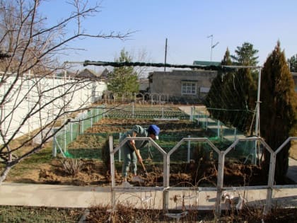 Когда обрезать и формировать плодовые деревья зимой и весной