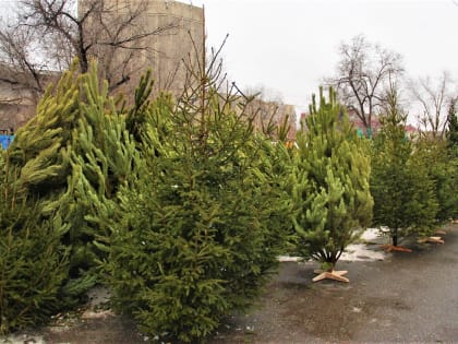 Работа ёлочных базаров в Астрахани набирает обороты