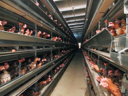 На астраханской птицефабрике «Владимировская» ввели карантин по птичьему гриппу