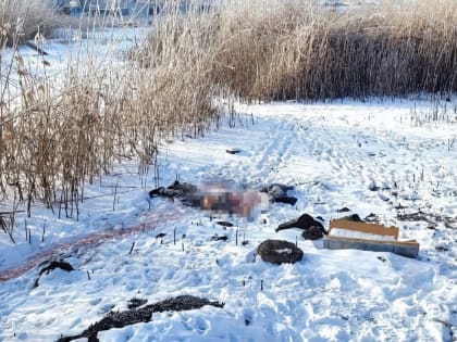 Собаки погрызли тело астраханца после его смерти