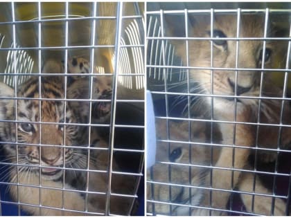 Четырех львят и тигрят обнаружили в машине в Астраханской области