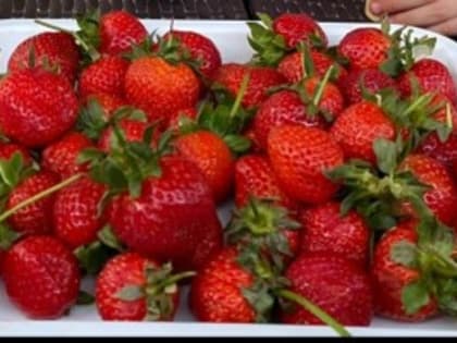 В Роспотребнадзоре рассказали, как выбрать вкусную клубнику