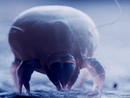 Жителям Енотаевского района напоминают о мерах защиты от нападения клещей на природе