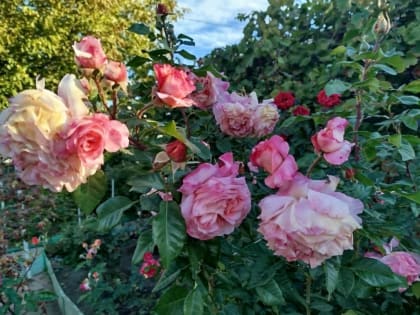 Роза: Капризная Красота и Ее Уход