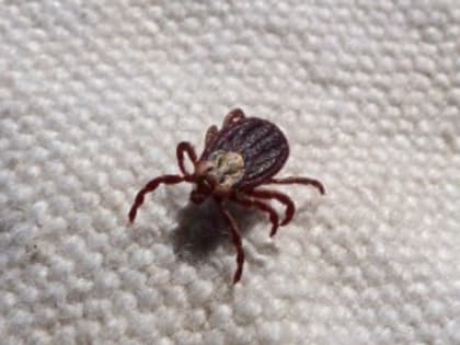 В России стартовал сезон клещей