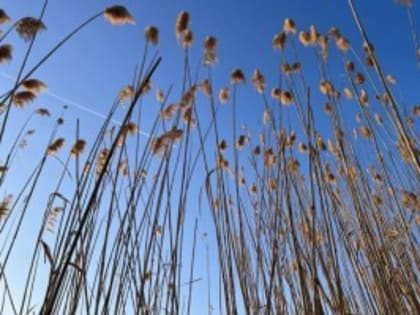 28 апреля в Астраханской области будет ветрено