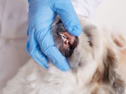 В одном из районов Астраханской области установили карантин по бешенству