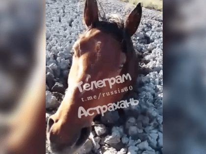 Астраханцы обсуждают в соцсетях застрявших в грязи лошадей
