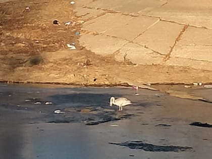 Одинокий лебедь несколько дней бродит по центру Астрахани