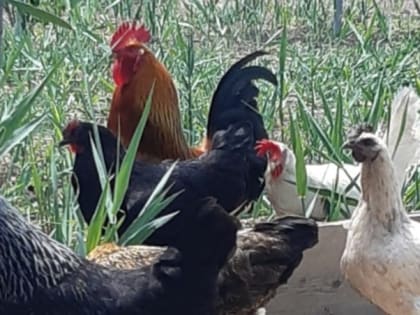 Астраханцев предупреждают о высокопатогенном гриппе птиц