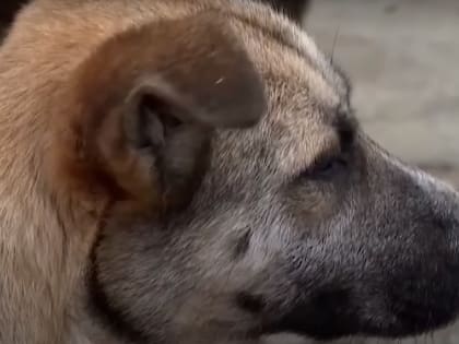 И вновь собака загрызла ребенка: реакция астраханцев