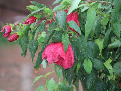 Сильная жара накроет Астрахань&nbsp;