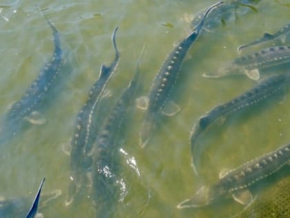 Под Астраханью для разведения массово завезли редчайшую рыбу с огромным носом