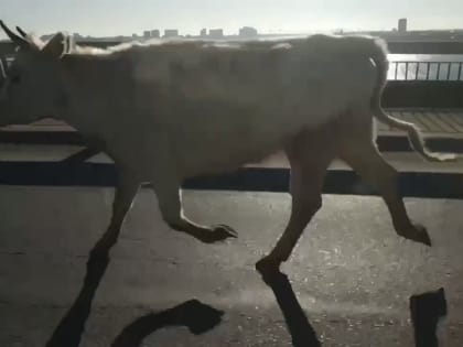 В Астрахани заметили перебегавшую Новый мост корову