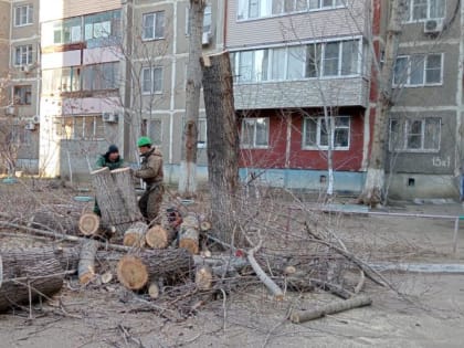 В Астрахани в 2024 году уходные работы провели в отношении трех тысяч деревьев