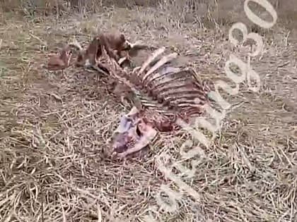 В Астраханской области обнаружили огромную «столовую» неизвестных хищников