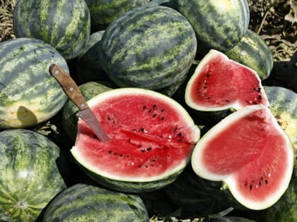 Астраханская область начала массово отправлять арбузы в другие регионы