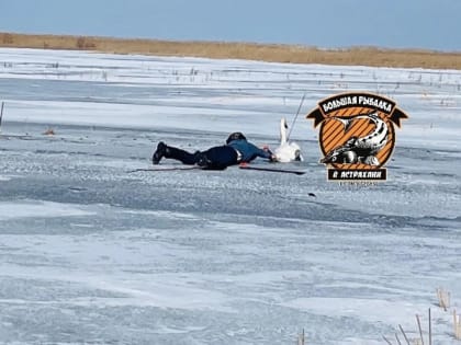 От долгой и мучительной смерти спасли лебедя в Астраханской области: как это было