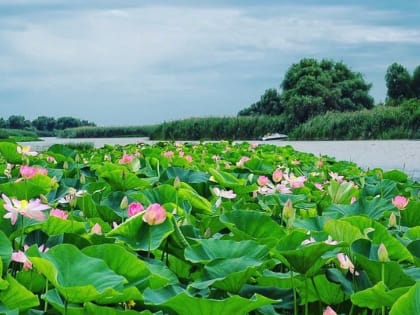 Астраханские лотосы привлекают туристов из всех регионов страны