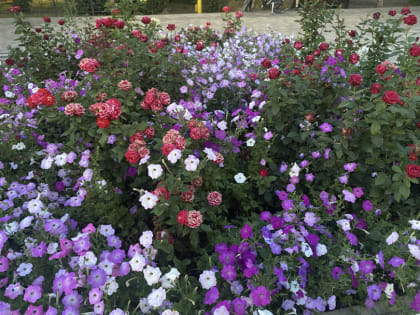 Прогноз погоды, именины, праздники в Астрахани в понедельник 24 июля