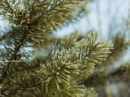 Эффективные методы защиты винограда от вредителей и болезней