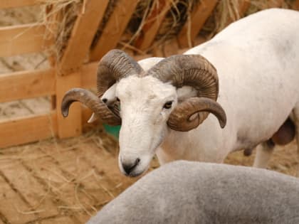 В Астраханской области ввели карантин по эпидемимиту баранов