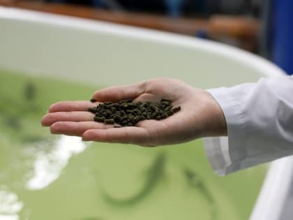 Астраханские учёные создают новую рецептуру кормов для рыб