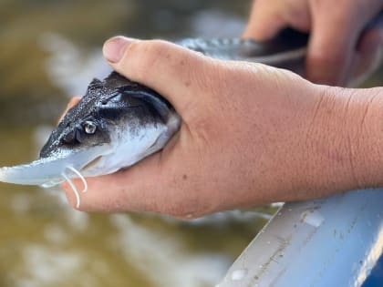 В Астраханской области на грани закрытия крупнейшие хозяйства по производству черной икры