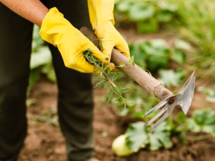 Подзимний посев: секреты успеха для огородников