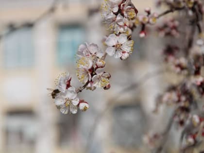 Куда надвигаются пыльцевые бури и&nbsp;как от&nbsp;них спасаться. Карта передвижений и&nbsp;советы специалистов&nbsp;