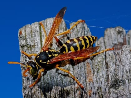 В Саратове женщина случайно проглотила осу и умерла