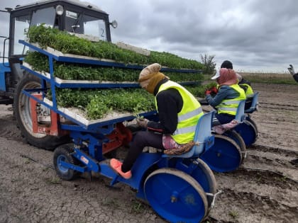 Студенты АГУ будут проходить практику на крупнейшем в России предприятии по производству томатной пасты