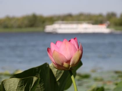 Цветочный гороскоп на 2023 год