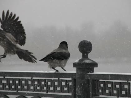 Заморозки ожидают Астрахань этой ночью