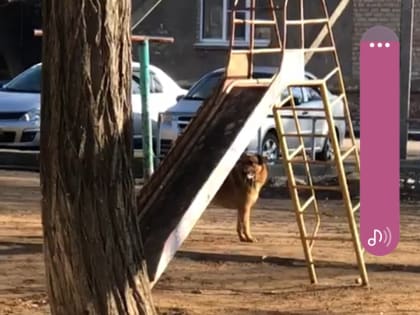 Астраханцев напугала странная собака