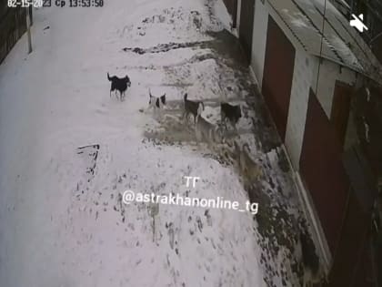 В Астрахани стая собак загрызла домашнюю собаку