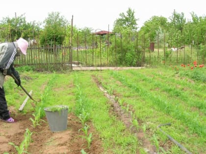  Как подготовить семена к посеву