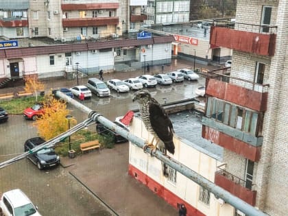 На одной из астраханских многоэтажек был замечен санитар городских джунглей