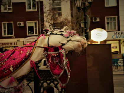 Катание на лошадях и пони заменяют астраханским детям снежные забавы