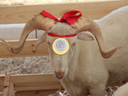 На астраханской ферме овцы и козы заболели оспой