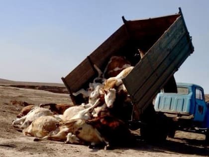 Под Астраханью из-за опасного вируса массово забивают скот