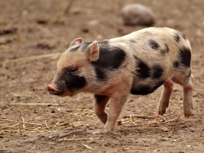На севере Астраханской области заподозрили опасное заболевание
